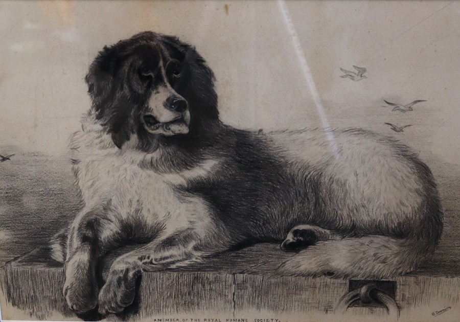 A pencil sketch of a Newfoundland , after Landseer