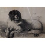 A pencil sketch of a Newfoundland , after Landseer