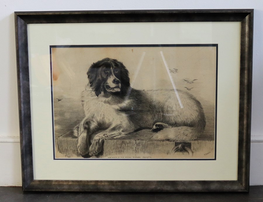 A pencil sketch of a Newfoundland , after Landseer - Image 2 of 4