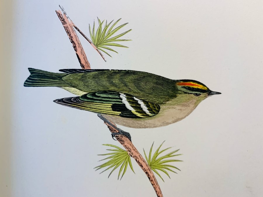 Morris, Rev. F. O. A History of British Birds, fourth edition, in six volumes, London: John C. - Image 3 of 5