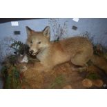 An early 20th Century cased taxidermy fox, with duck perched on a bank, by Howard Allen, of York,