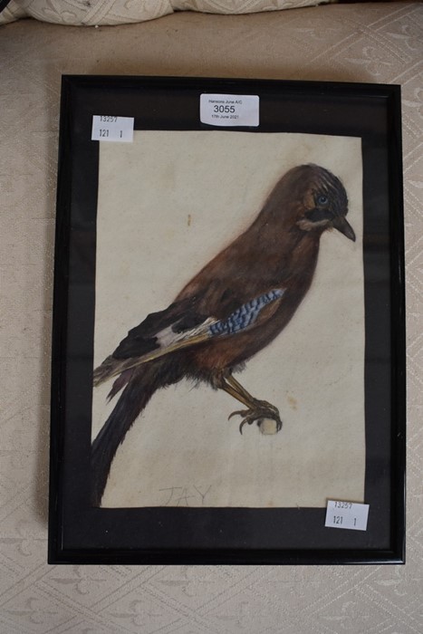 19th century hand painted picture of a Jay, framed, 17cm x 23cm.