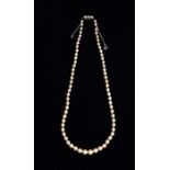 A single strand graduated cultured pearl necklace of 70 round cream pearls ranging from