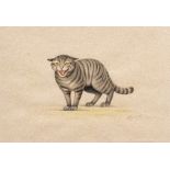 Indian School (20th century) Hissing Cat, watercolour, signed indistinctly Heveish??, dated 22-11-03