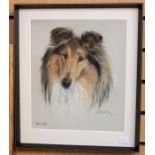 Mabel Gear (1898-1987) Portait of Blae (Rough Collie Show Champion: Duntiblae Degree born 1968, bred