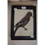 19th century hand painted picture of a Jay, framed, 17cm x 23cm.