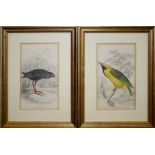 Seventeen various coloured engravings of British birds mainly by William Liziars, framed, smallest 9