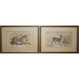 Sixteen coloured engravings of mainly African wild animals by William Liziars, framed, most 9.5 x