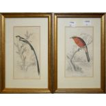 Seven various coloured engravings of tropical birds mainly by William Lizairs, framed , mainly 15