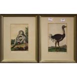 Four late 18th century/ early 19th century coloured engravings, two depicting Hottentots, another of