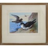 Archibald Thorburn ( Scottish 1860-1935) Manx Shearwater at a cliff face with ocean beyond.