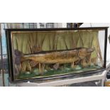 Taxidermy pike, approximately 90cm in length, in a naturalistic setting, within a curved front glass