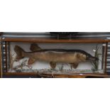 Taxidermy pike, approx 90cm in length, in a naturalistic setting, within a 20th Century perspex