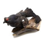 Taxidermy - a black grouse