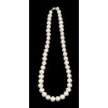 A fresh water cultured pearl necklace, comprising white tone pearls, each approx. 12mm,  length