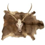A red stag skull and horns, mounted on an oak shield, together with a red deer hide