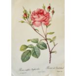 Collection of roses by Pierre joseph Redoute 1 0f