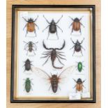 Framed specimens of beatles and scorpions