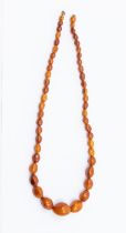 A graduated amber type necklace, comprising irregular beads to the front, the largest approx. 23 x