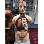 An anatomical human model, showing different parts of the body, together with a hanging skeleton,