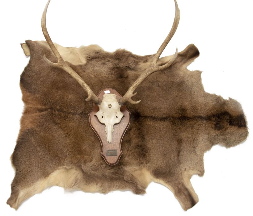 A red stag skull and horns, mounted on an oak shield, together with a red deer hide