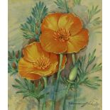 Gordon Beningfield (1936 - 1998) California Poppy