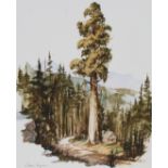 John Tayson (B. 1956) "Giant Sequoia Tree"