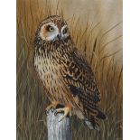 H. Douglas Pratt (B. 1944) "Short-eared Owl"