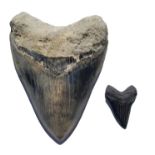 Megalodon Shark Tooth