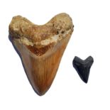 Megalodon Shark Tooth