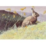 Shannon Stirnweis (B 1931) "Cottontail Rabbit" Oil