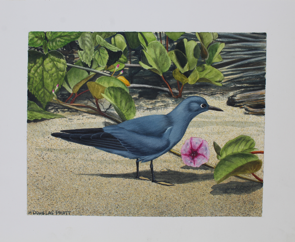 H. Douglas Pratt (B. 1944) "Blue-gray Noddy" Oil - Image 4 of 4