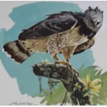 John Swatsley (B. 1937) "Harpy Eagle" Original