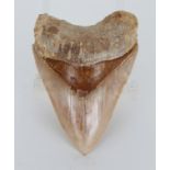 Megalodon Shark Tooth