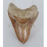 Megalodon Shark Tooth