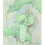 Gordon Beningfield (1936-1998) Jack-in-the-Pulpit