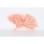 Large Angel Skin Coral Tree Speciman