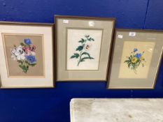 19th cent. English School: Watercolours of flowers. 7½ins. x 9½ins. (3)