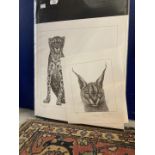 Wildlife Art: Gary Hodges signed limited edition works. Caracal 116/1100, 10ins. x 12ins. Hippo