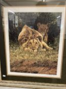 20th cent. Prints: Signed limited edition, wildlife Simon Coombes lion and lioness 'The Hypnotist'