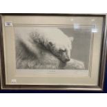 Wildlife Art: Gary Hodges signed limited edition works. The Snow Bear 609/850, 16ins. x 10½ins.