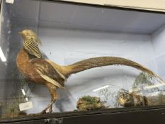 19th cent. Taxidermy: Lady Amhurst pheasant in glazed case. 32ins. x 18ins. x 9ins.