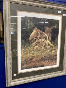 20th cent. Prints: Signed limited edition, wildlife Simon Coombes lion and lioness 'The Hypnotist'