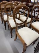 19th cent. Mahogany balloon back dining chairs on sabre legs. (6)