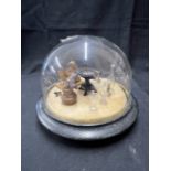 Toys: 19th cent. Diorama Victorian table, bear painting, miniature glasses under glass dome 8ins,