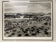 Polar Exploration/Scott of The Antarctic: Penguins with Mount Erebus in background, Scott's