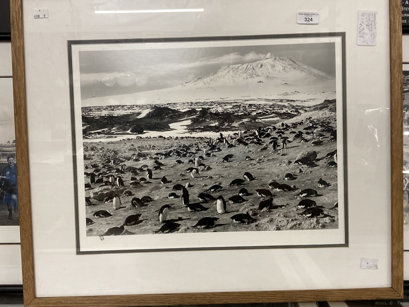 Polar Exploration/Scott of The Antarctic: Penguins with Mount Erebus in background, Scott's - Image 2 of 2