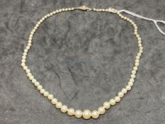 Jewellery: Single row of (83) graduated cultured pearls, size of pearls 2.5mm to 8mm, with a