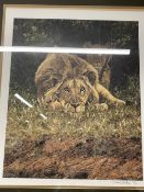 20th cent. Prints: Signed limited edition, wildlife Simon Coombes lion and lioness 'The Hypnotist'
