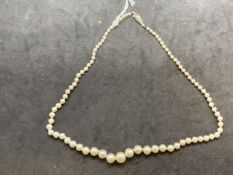 Jewellery: Single row of (83) graduated cultured pearls, size of pearls 2.5mm to 8mm, with a